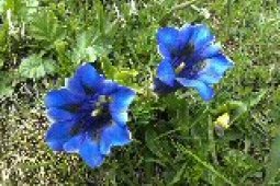 Bergklub: Buochserhorn (1807 m.ü.M.)